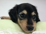 2014-08-24 17.32.03 2014-08-24 17.32.03