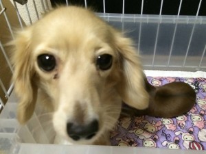 カレン カニンヘン ダックスフンド 2.0kg クリーム カレン カニンヘン ダックスフンド 2.0kg クリーム