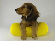 ミニチュワダックス　シェーデットレット男の子