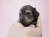 トリスとオスカルの赤ちゃん シェーデットクリーム女の子