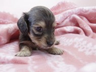 トリスとオスカルの赤ちゃん シェーデットクリーム女の子