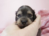 トリスとオスカルの赤ちゃん シェーデットクリーム女の子