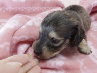 トリスとオスカルの赤ちゃん シェーデットクリーム女の子