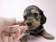 チェルシーとオスカルの赤ちゃん シェーデットクリーム女の子