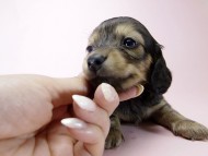 チェルシーとオスカルの赤ちゃん シェーデットクリーム女の子