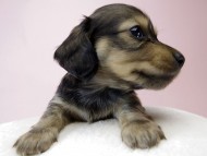 チェルシーとオスカルの赤ちゃん シェーデットクリーム女の子