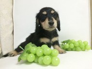 2015-08-26 09.02.40-1