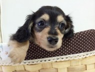 2015-08-26 09.16.44-2