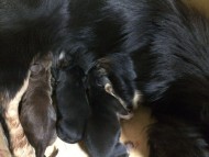 ダックスフンド カニンヘン ラム.mi 10/4出産