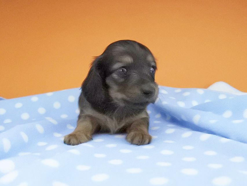 カニンヘンダックスフンド リコ & 竹千代の子犬 シェーデットレッド 女の子