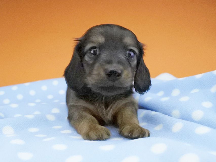 カニンヘンダックスフンド リコ & 竹千代の子犬 シェーデットレッド 女の子