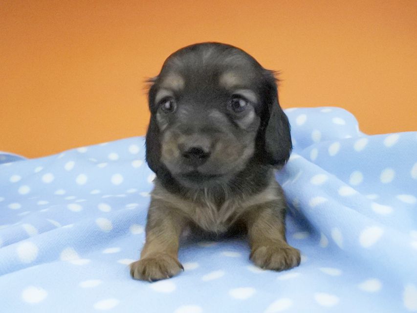 カニンヘンダックスフンド リコ & 竹千代の子犬 シェーデットレッド 女の子