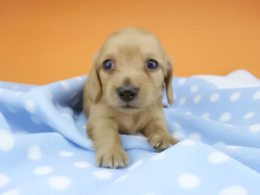 カニンヘンダックスフンド リコ & 竹千代の子犬 イエロー（クリーム） 女の子