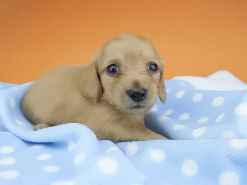 カニンヘンダックスフンド リコ & 竹千代の子犬 イエロー（クリーム） 女の子