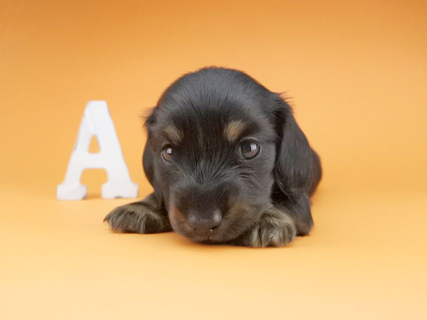 カニンヘンダックスフンド KT & ブルースの子犬 ブラックタン 男の子