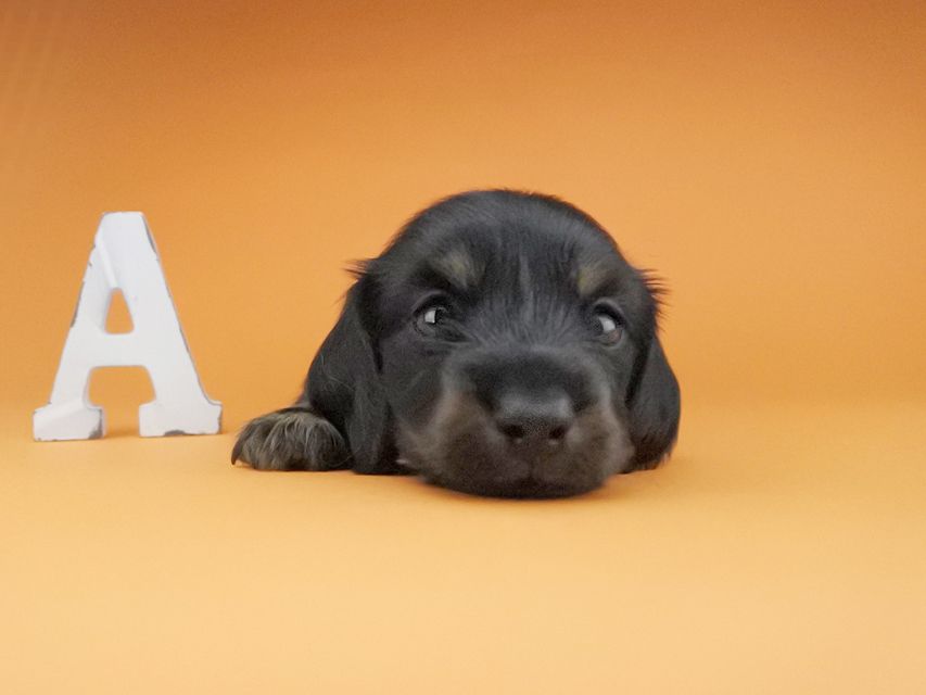 カニンヘンダックスフンド KT & ブルースの子犬 ブラックタン 男の子