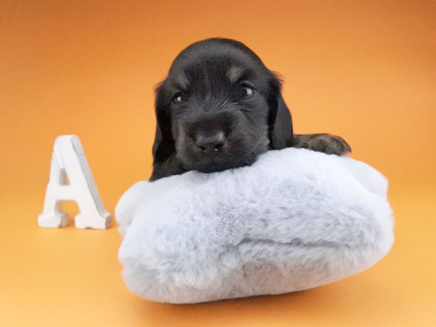 カニンヘンダックスフンド KT & ブルースの子犬 ブラックタン 男の子