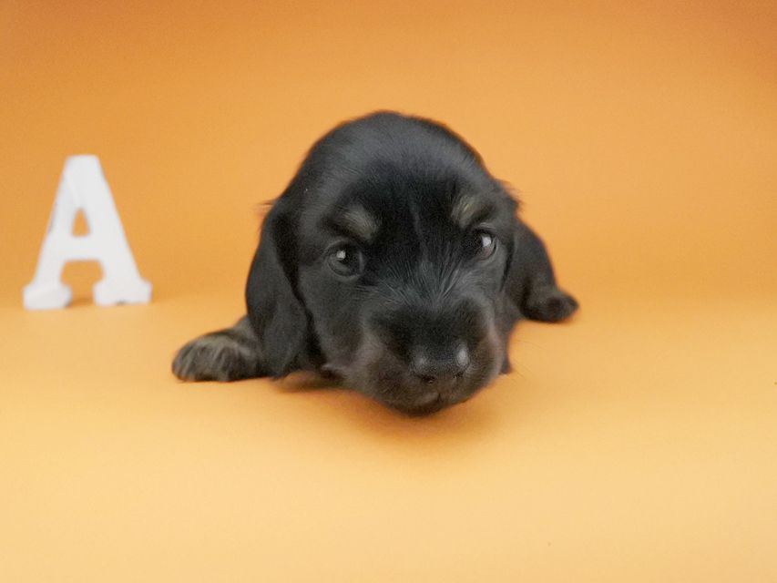 カニンヘンダックスフンド KT & ブルースの子犬 ブラックタン 男の子