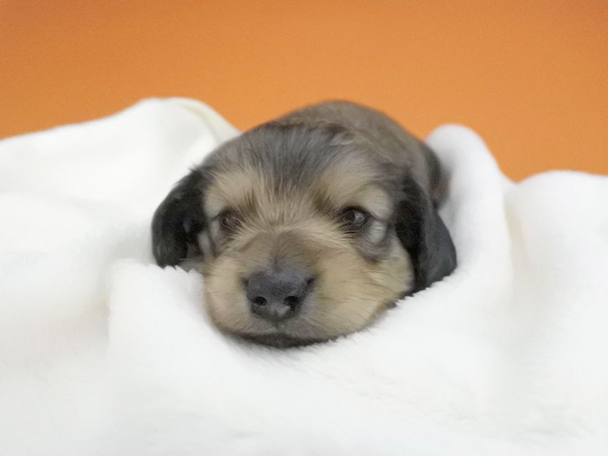 カニンヘンダックスフンド 茶葉 & オスカルの子犬 シェーデットイエロー（シェーデットクリーム） 男の子