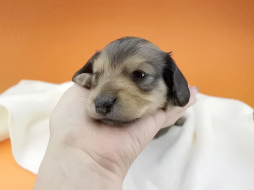 カニンヘンダックスフンド 茶葉 & オスカルの子犬 シェーデットイエロー（シェーデットクリーム） 男の子