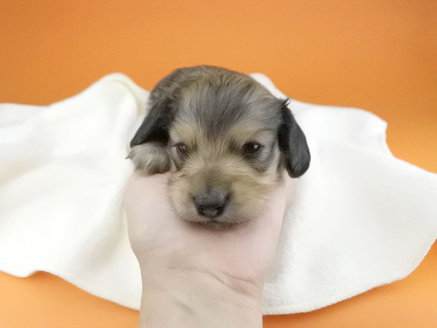 カニンヘンダックスフンド 茶葉 & オスカルの子犬 シェーデットイエロー（シェーデットクリーム） 男の子