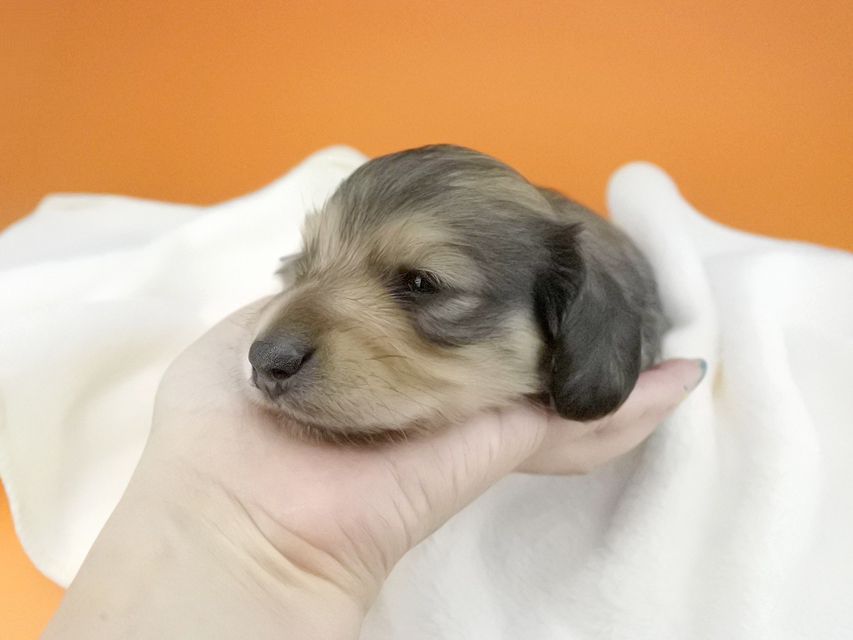 カニンヘンダックスフンド 茶葉 & オスカルの子犬 シェーデットイエロー（シェーデットクリーム） 男の子