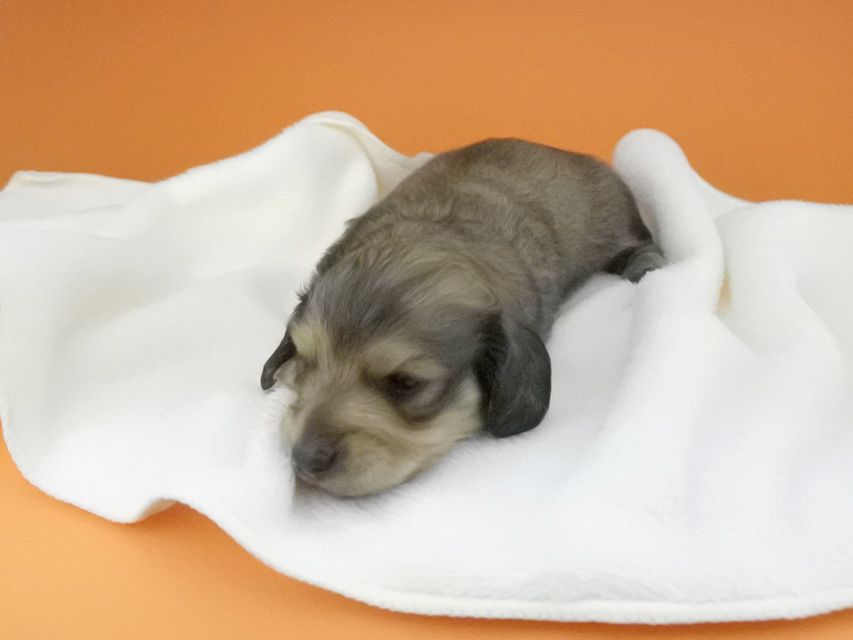 カニンヘンダックスフンド 茶葉 & オスカルの子犬 シェーデットイエロー（シェーデットクリーム） 男の子