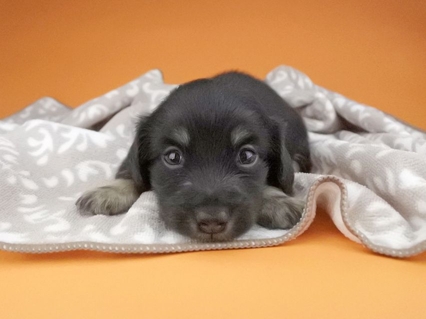 カニンヘンダックスフンド グリム & ナイトの子犬 ブラックイエロー（ブラッククリーム） 男の子
