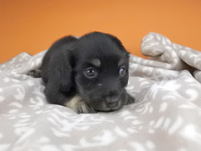カニンヘンダックスフンド グリム & ナイトの子犬 ブラックイエロー（ブラッククリーム） 男の子