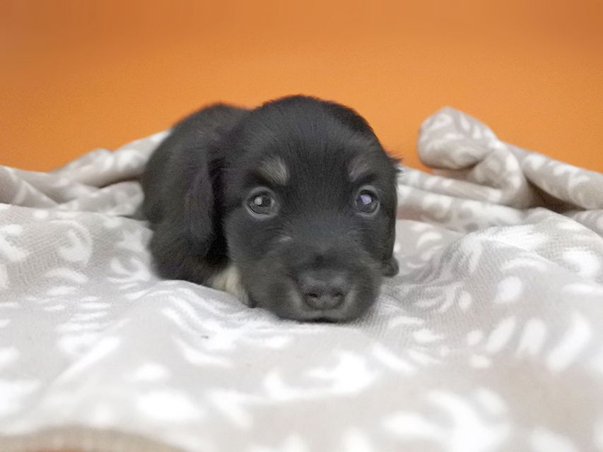 カニンヘンダックスフンド グリム & ナイトの子犬 ブラックイエロー（ブラッククリーム） 男の子