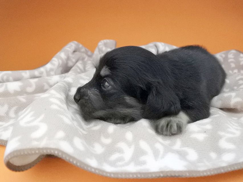 カニンヘンダックスフンド グリム & ナイトの子犬 ブラックイエロー(ブラッククリーム) 女の子2016-04-26 01.54.20 カニンヘンダックスフンド グリム & ナイトの子犬 ブラックイエロー(ブラッククリーム) 女の子