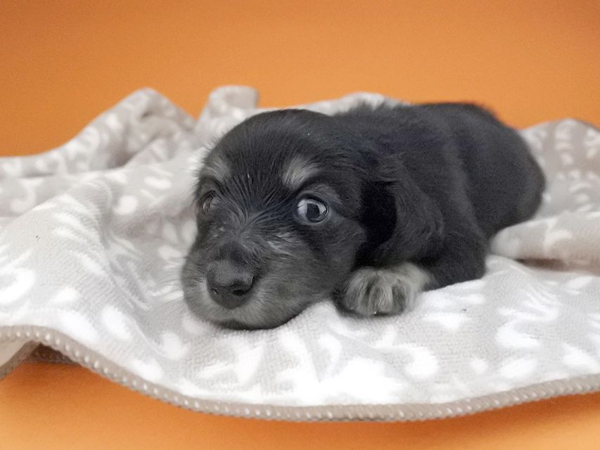 カニンヘンダックスフンド グリム & ナイトの子犬 ブラックイエロー(ブラッククリーム) 女の子2016-04-26 01.54.23 カニンヘンダックスフンド グリム & ナイトの子犬 ブラックイエロー(ブラッククリーム) 女の子