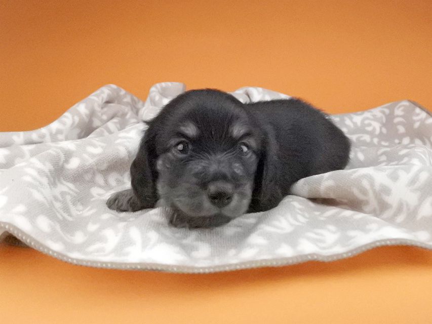 カニンヘンダックスフンド グリム & ナイトの子犬 ブラックイエロー(ブラッククリーム) 女の子2016-04-26 01.54.32 カニンヘンダックスフンド グリム & ナイトの子犬 ブラックイエロー(ブラッククリーム) 女の子