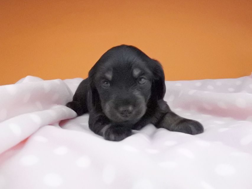 カニンヘンダックスフンド ノエルhp & ブルースの子犬 ブラックタン 女の子2016-04-26 02.02.44 カニンヘンダックスフンド ノエルhp & ブルースの子犬 ブラックタン 女の子