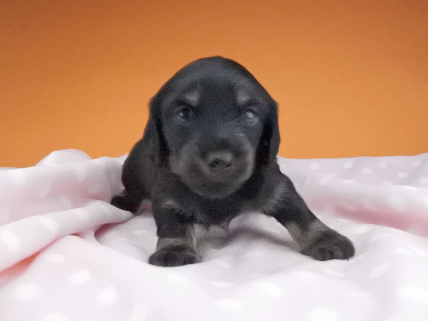 カニンヘンダックスフンド ノエルhp & ブルースの子犬 ブラックタン 女の子2016-04-26 02.03.04 カニンヘンダックスフンド ノエルhp & ブルースの子犬 ブラックタン 女の子