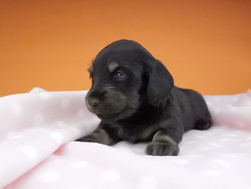 カニンヘンダックスフンド ノエルhp & ブルースの子犬 ブラックタン 女の子2016-04-26 02.03.26 カニンヘンダックスフンド ノエルhp & ブルースの子犬 ブラックタン 女の子