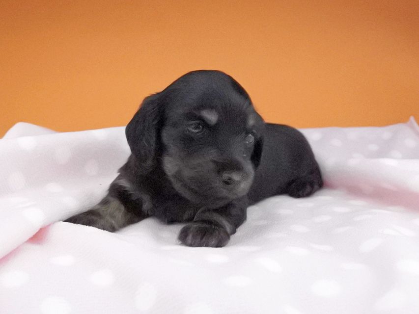 カニンヘンダックスフンド ノエルhp & ブルースの子犬 ブラックタン 女の子2016-04-26 02.03.29 カニンヘンダックスフンド ノエルhp & ブルースの子犬 ブラックタン 女の子