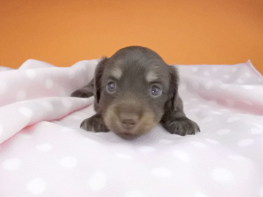 カニンヘンダックスフンド ノエルhp & ブルースの子犬 チョコ系 女の子2016-04-26 02.04.19 カニンヘンダックスフンド ノエルhp & ブルースの子犬 チョコ系 女の子