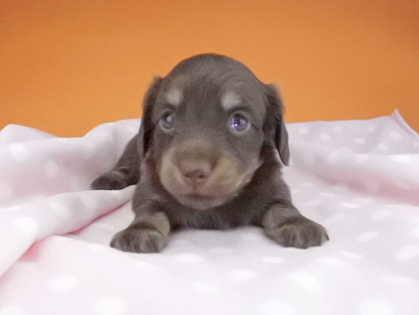 カニンヘンダックスフンド ノエルhp & ブルースの子犬 チョコ系 女の子2016-04-26 02.04.25 カニンヘンダックスフンド ノエルhp & ブルースの子犬 チョコ系 女の子