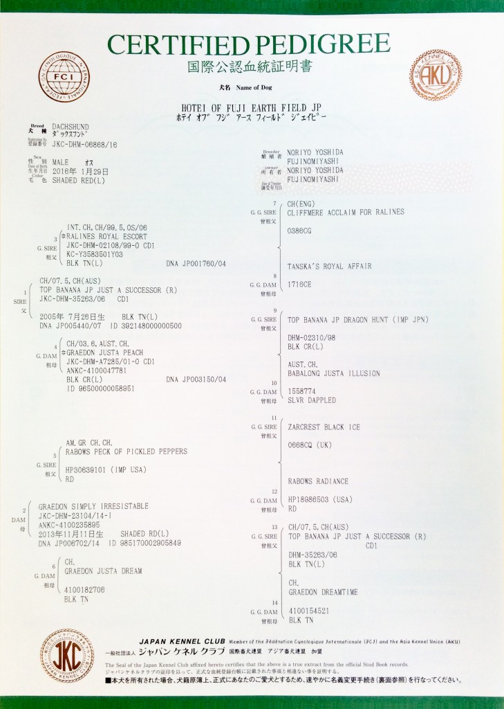 血統書 サリーアン & JUST A SUCCESSORの子犬 レッド 男の子②