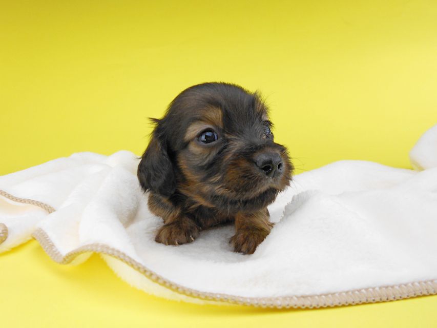 カニンヘンダックスフンド リコ & 竹千代の子犬 シェーデットイエロー(シェーデットクリーム) 男の子 お写真初登場2019-06-20 10.05.11 カニンヘンダックスフンド リコ & 竹千代の子犬 シェーデットイエロー(シェーデットクリーム) 男の子 お写真初登場