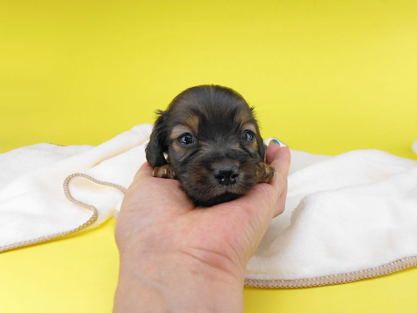 カニンヘンダックスフンド リコ & 竹千代の子犬 シェーデットイエロー(シェーデットクリーム) 男の子 お写真初登場2019-06-20 10.05.36 カニンヘンダックスフンド リコ & 竹千代の子犬 シェーデットイエロー(シェーデットクリーム) 男の子 お写真初登場