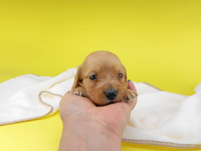 カニンヘンダックスフンド リコ & 竹千代の子犬 イエロー(クリーム) 男の子 お写真初登場2019-06-20 10.07.55 カニンヘンダックスフンド リコ & 竹千代の子犬 イエロー(クリーム) 男の子 お写真初登場