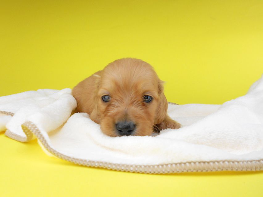 カニンヘンダックスフンド リコ & 竹千代の子犬 イエロー(クリーム) 男の子 お写真初登場2019-06-20 10.09.21 カニンヘンダックスフンド リコ & 竹千代の子犬 イエロー(クリーム) 男の子 お写真初登場