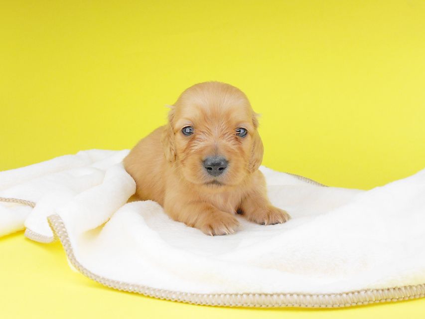 カニンヘンダックスフンド リコ & 竹千代の子犬 イエロー(クリーム) 男の子 お写真初登場2019-06-20 10.10.29 カニンヘンダックスフンド リコ & 竹千代の子犬 イエロー(クリーム) 男の子 お写真初登場