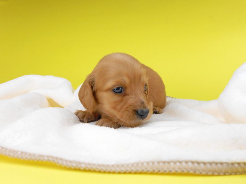 カニンヘンダックスフンド リコ & 竹千代の子犬 イエロー(クリーム) 女の子 お写真初登場2019-06-20 10.15.40 カニンヘンダックスフンド リコ & 竹千代の子犬 イエロー(クリーム) 女の子 お写真初登場