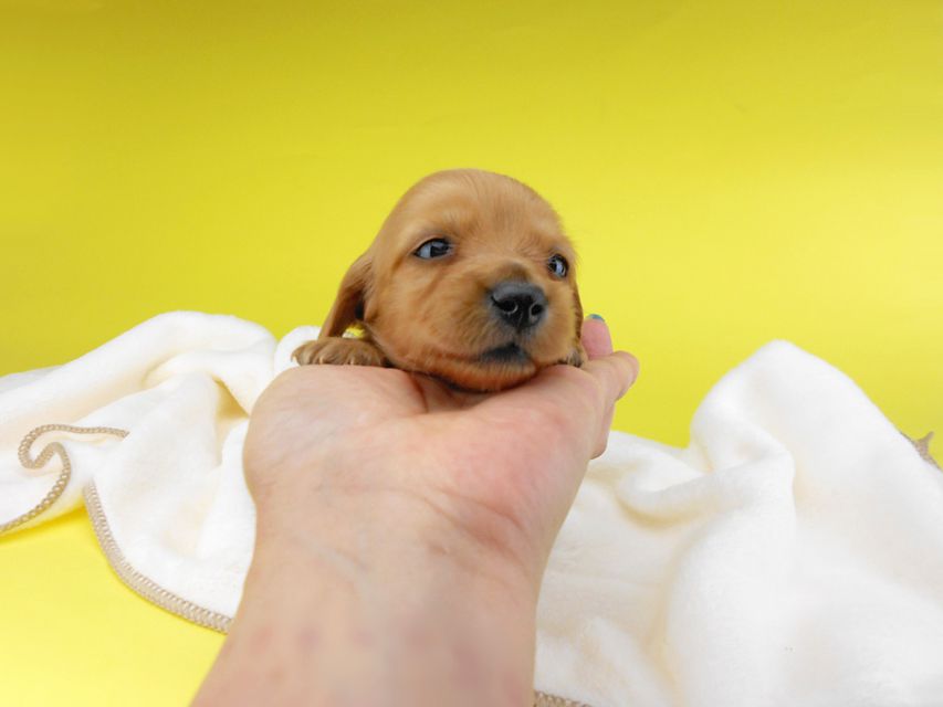 カニンヘンダックスフンド リコ & 竹千代の子犬 イエロー(クリーム) 女の子 お写真初登場2019-06-20 10.17.15 カニンヘンダックスフンド リコ & 竹千代の子犬 イエロー(クリーム) 女の子 お写真初登場