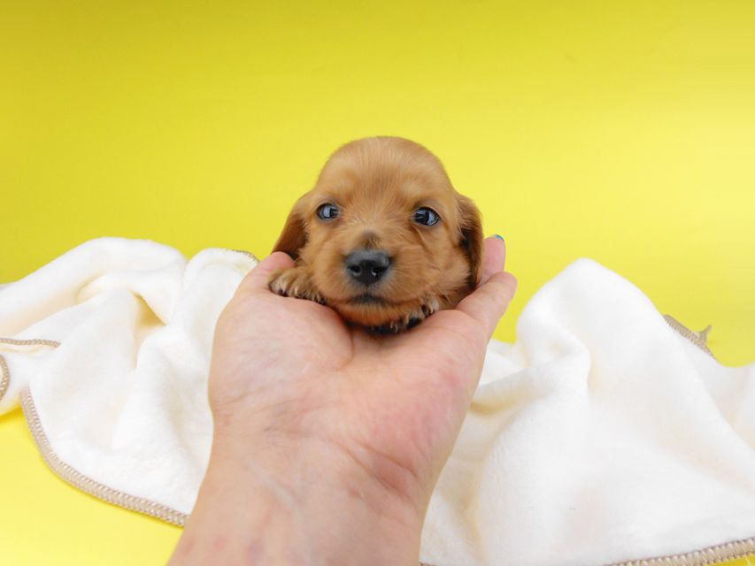 カニンヘンダックスフンド リコ & 竹千代の子犬 イエロー(クリーム) 女の子 お写真初登場2019-06-20 10.17.26 カニンヘンダックスフンド リコ & 竹千代の子犬 イエロー(クリーム) 女の子 お写真初登場