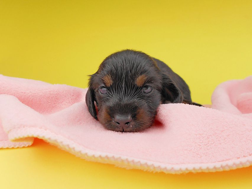 カニンヘンダックスフンド KT & ブルースの子犬 ブラックタン 男の子 お写真初登場