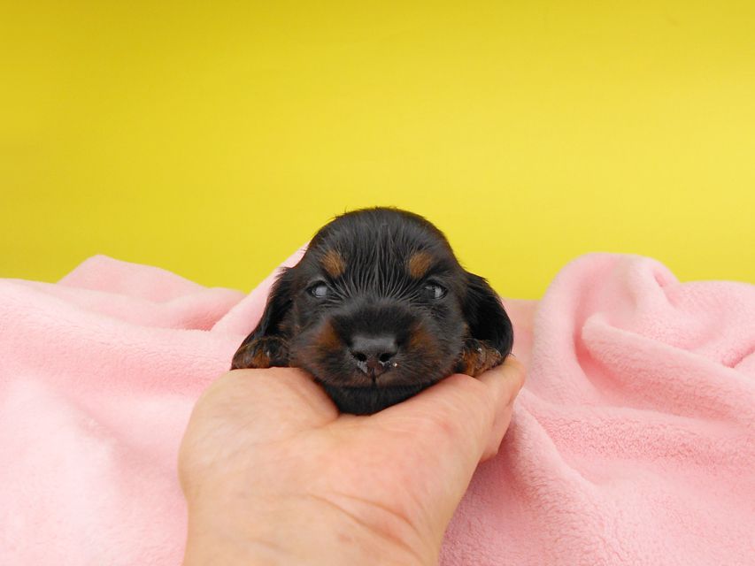 カニンヘンダックスフンド KT & ブルースの子犬 ブラックタン 男の子 お写真初登場